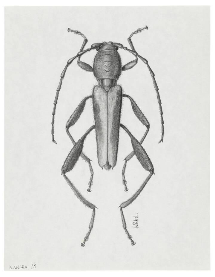 Photography by: Reinaldo Torres Ruiz, Museo de Arte de Ponce. The Luis A. Ferré Foundation, Inc…