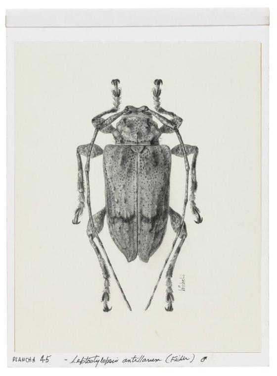 Photography by: Reinaldo Torres Ruiz, Museo de Arte de Ponce. The Luis A. Ferré Foundation, Inc…