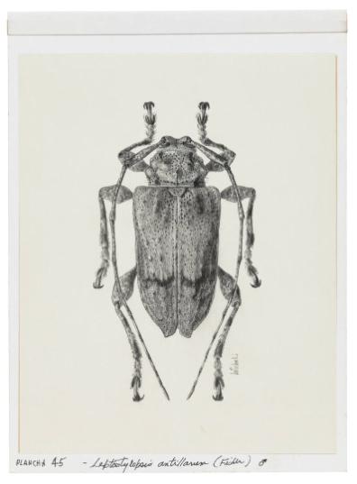 Photography by: Reinaldo Torres Ruiz, Museo de Arte de Ponce. The Luis A. Ferré Foundation, Inc…