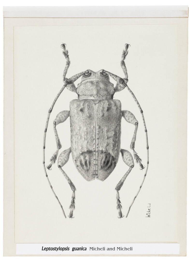 Photography by: Reinaldo Torres Ruiz, Museo de Arte de Ponce. The Luis A. Ferré Foundation, Inc…