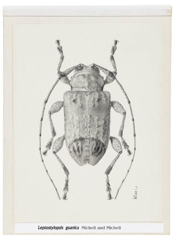 Photography by: Reinaldo Torres Ruiz, Museo de Arte de Ponce. The Luis A. Ferré Foundation, Inc…