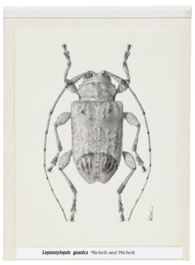 Photography by: Reinaldo Torres Ruiz, Museo de Arte de Ponce. The Luis A. Ferré Foundation, Inc…