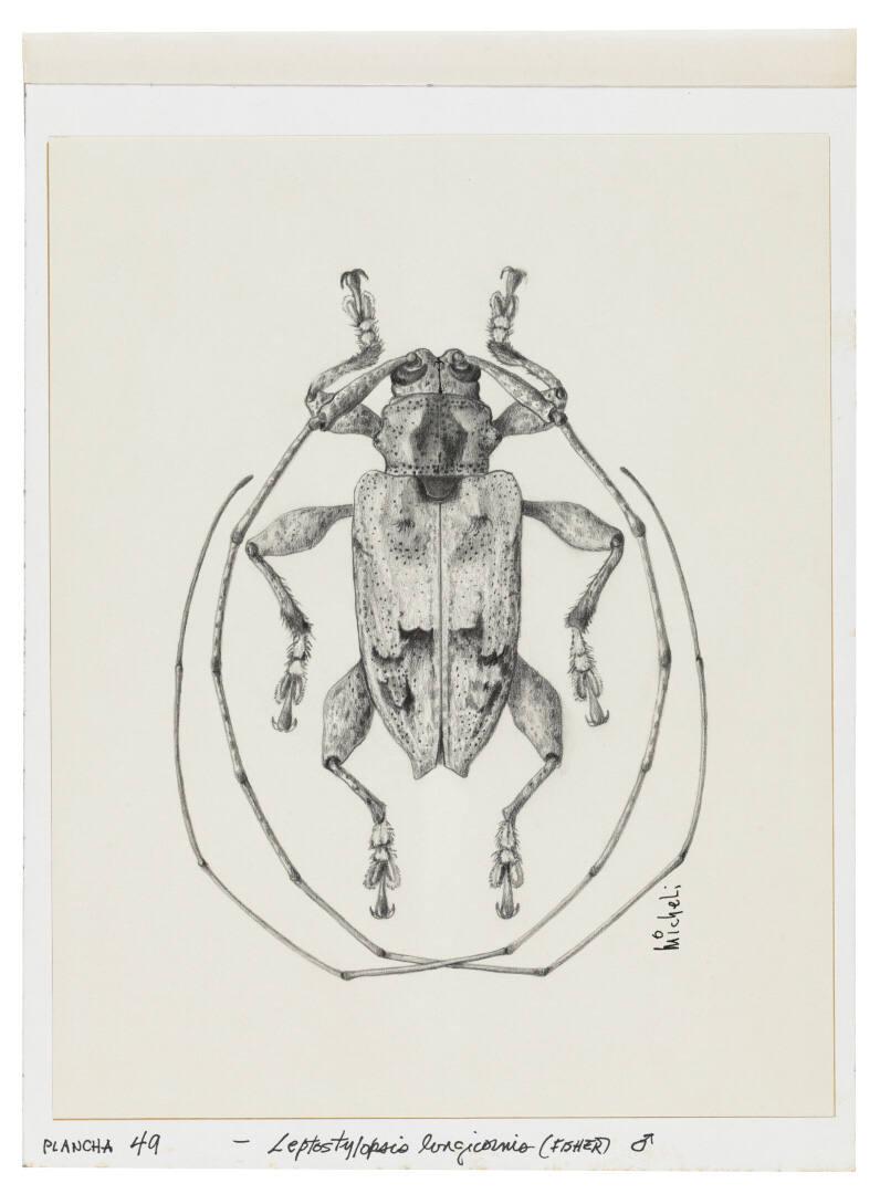 Photography by: Reinaldo Torres Ruiz, Museo de Arte de Ponce. The Luis A. Ferré Foundation, Inc…