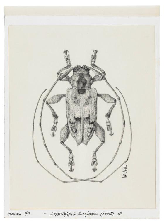 Photography by: Reinaldo Torres Ruiz, Museo de Arte de Ponce. The Luis A. Ferré Foundation, Inc…