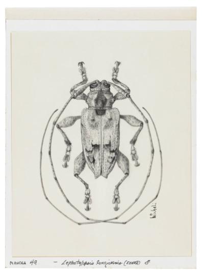 Photography by: Reinaldo Torres Ruiz, Museo de Arte de Ponce. The Luis A. Ferré Foundation, Inc…