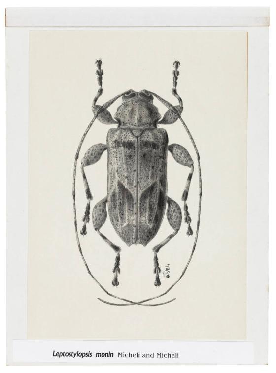 Photography by: Reinaldo Torres Ruiz, Museo de Arte de Ponce. The Luis A. Ferré Foundation, Inc…