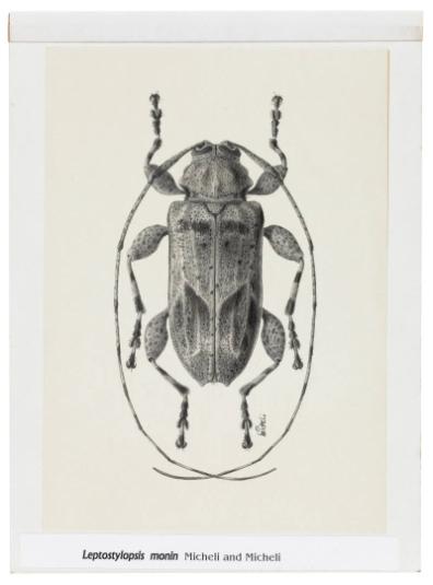 Photography by: Reinaldo Torres Ruiz, Museo de Arte de Ponce. The Luis A. Ferré Foundation, Inc…