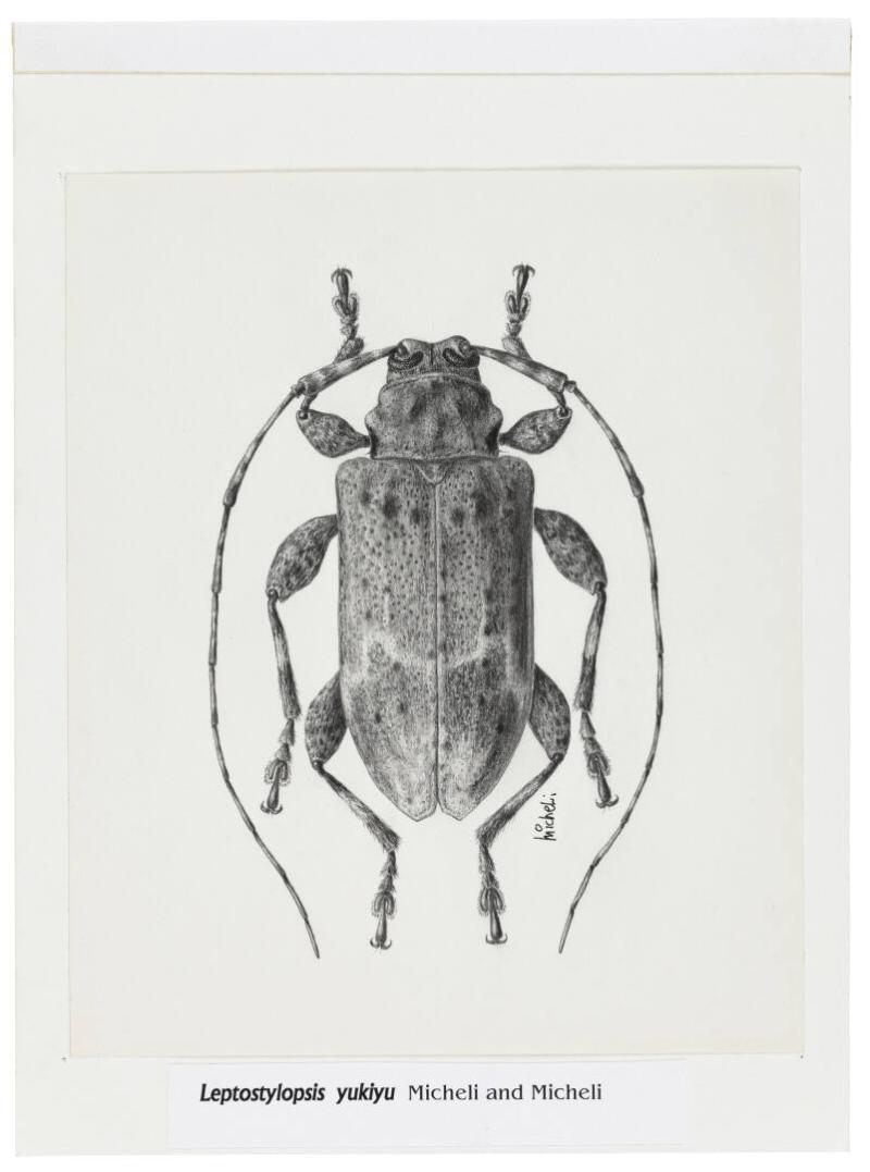 Photography by: Reinaldo Torres Ruiz, Museo de Arte de Ponce. The Luis A. Ferré Foundation, Inc…