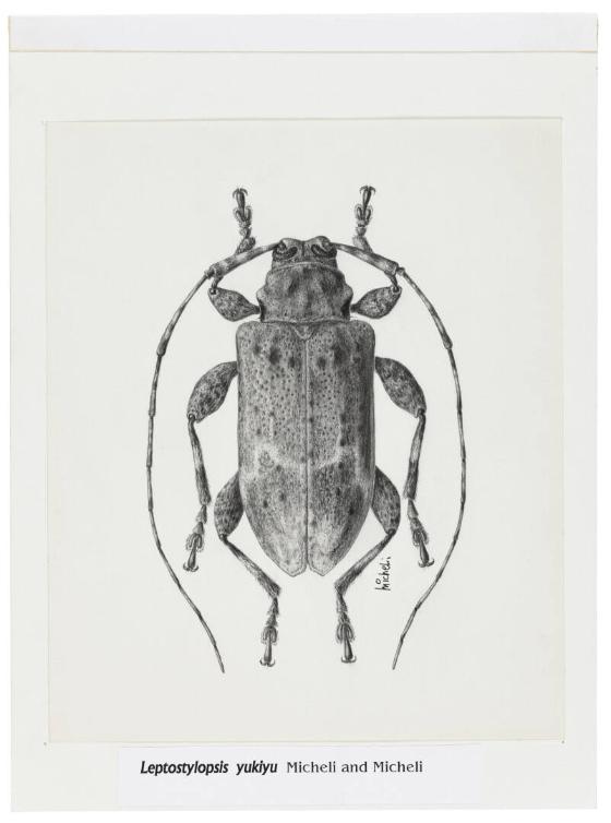 Photography by: Reinaldo Torres Ruiz, Museo de Arte de Ponce. The Luis A. Ferré Foundation, Inc…