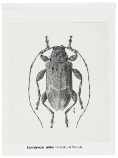 Photography by: Reinaldo Torres Ruiz, Museo de Arte de Ponce. The Luis A. Ferré Foundation, Inc…