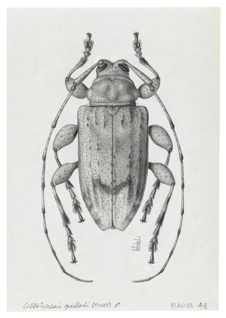 Photography by: Reinaldo Torres Ruiz, Museo de Arte de Ponce. The Luis A. Ferré Foundation, Inc…