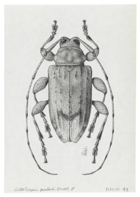 Photography by: Reinaldo Torres Ruiz, Museo de Arte de Ponce. The Luis A. Ferré Foundation, Inc…